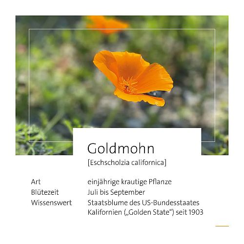 thumb-goldmohn-3