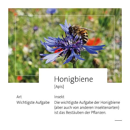 thumb-honigbiene-1