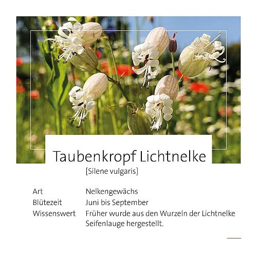 thumb-lichtnelke-5