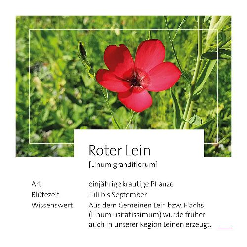 thumb-roter-lein-4-1