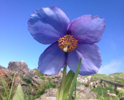 Scheinmohn